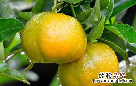 砂糖橘子不能和什么一起吃 橘子不能和什么一起吃