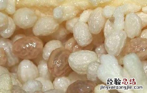 木瓜籽能不能吃 木瓜籽能不能吃?