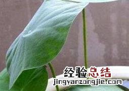 水培睡莲如何操作 水培睡莲的方法