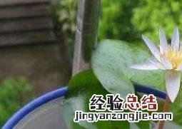 水培睡莲如何操作 水培睡莲的方法