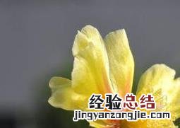 仙人掌花能吃吗管什么病的 仙人掌花能吃吗