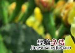 仙人掌花能吃吗管什么病的 仙人掌花能吃吗