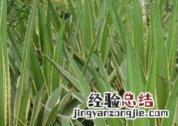 金边龙舌兰泡酒的作用及功效 金边龙舌兰泡酒的作用