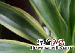 金边龙舌兰泡酒的作用及功效 金边龙舌兰泡酒的作用
