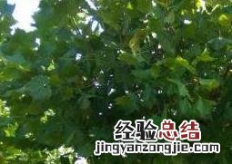 法国梧桐树有什么作用 法国梧桐树的功效与作用