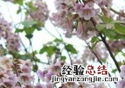 泡桐树和梧桐树的区别图片 泡桐树和梧桐树的区别