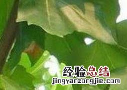 泡桐树和梧桐树的区别图片 泡桐树和梧桐树的区别