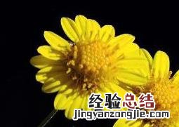 野菊花的功效与作用图片 野菊花的功效与作用