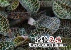 如何自己繁殖金线莲 怎样繁殖金线莲