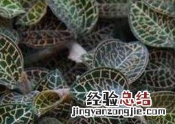 如何自己繁殖金线莲 怎样繁殖金线莲