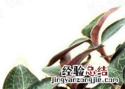 如何自己繁殖金线莲 怎样繁殖金线莲