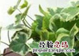 金边常春藤如何养殖 金边常春藤用什么土养最好