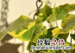 金边常春藤如何养殖 金边常春藤用什么土养最好