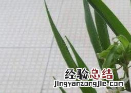 什么植物吸收甲醛最好 室内什么植物吸收甲醛最好