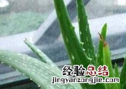 什么植物吸收甲醛最好 室内什么植物吸收甲醛最好