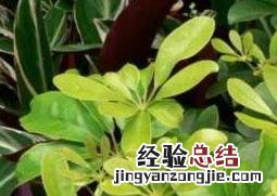 八叶鸭脚木的养殖方法 鸭脚木的养殖方法