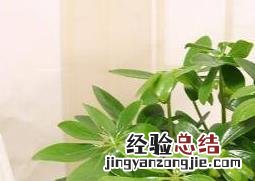 八叶鸭脚木的养殖方法 鸭脚木的养殖方法