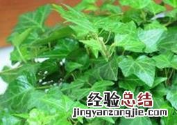 常青藤怎么养 室内常青藤怎么养