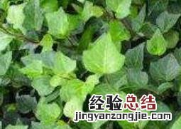 常青藤怎么养 室内常青藤怎么养
