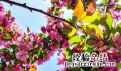 使生如夏花之绚烂死如秋叶之静美这句名句的意思 生如夏花绚烂死如秋叶之静美意思