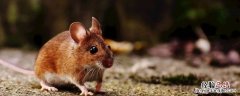 房间老鼠几天能饿死 老鼠困在房间能饿死吗