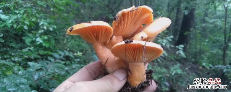 新鲜枞树菌怎么冰箱保存 枞树菌怎么冷冻保存