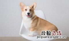 家常狗肉的做法及配料 狗肉家常美食怎么做好及配料