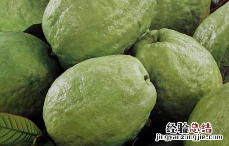 孕妇可以吃番石榴吗中期 孕妇可以吃番石榴吗