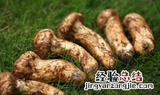 松茸有哪些功效和作用? 吃松茸有哪些好处