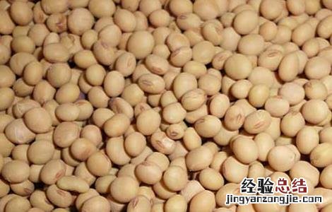 孕妇可以吃黄豆吗 孕妇可以吃黄豆吗?