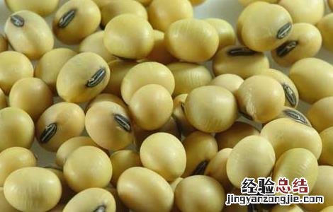 孕妇可以吃黄豆吗 孕妇可以吃黄豆吗?