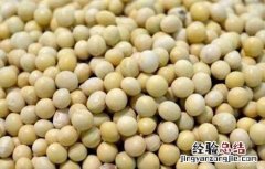 黄豆不能和什么一起吃 黄豆不能和什么一起吃香哈网手机版