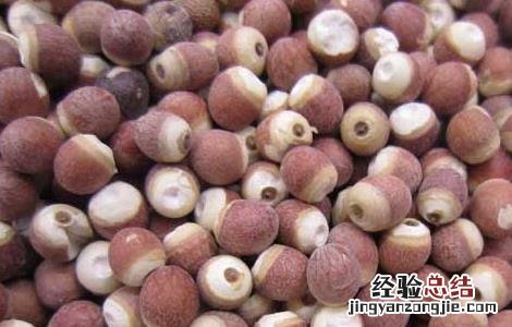芡实和什么不能一起吃香哈 芡实和什么不能一起吃