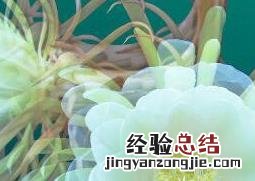昙花谢了怎么处理 昙花花后如何处理