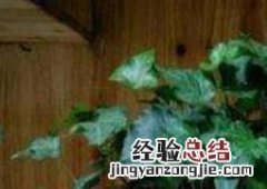 常春藤怎么繁殖 常春藤怎么繁殖方法