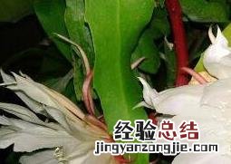 昙花怎么养 昙花怎么养才能茂盛