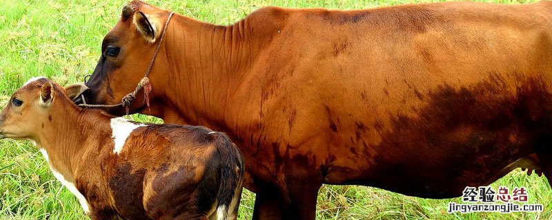 生物肥遗传过程是什么 生物的遗传组成