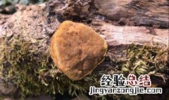 什么人不能喝桑黄 哪些人不能喝桑黄