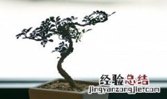 阳台怎样种葫芦 阳台西葫芦的种植方法