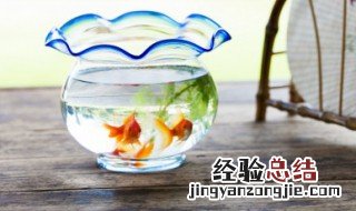 描写鱼的形态的句子有哪些 有关鱼的句子合集