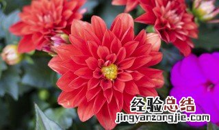 新买的大丽花叶子蔫了怎么办 大丽花叶子蔫了怎么办