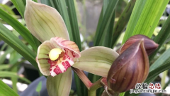 兰花花语及代表意义 兰花花语是什么意思
