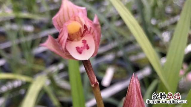 兰花小桃红种植方法 兰花小桃红种植方法和技术
