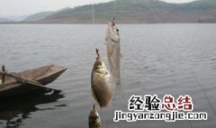 手竿钓桂鱼是钓底还是钓浮 桂鱼钓底还是钓浮