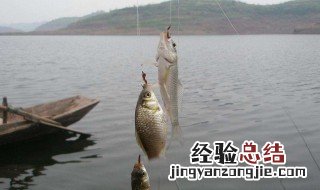 手竿钓桂鱼是钓底还是钓浮 桂鱼钓底还是钓浮