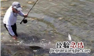 鱼镖射鱼瞄点图解 鱼镖射鱼瞄点技巧