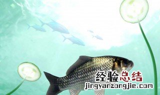 伊豆钩几号大小通杀 朝天钩伊豆几号钩子大小通杀