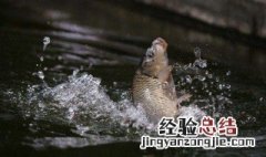 岸边排钩怎样进海 岸边怎么放排钩