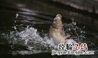 岸边排钩怎样进海 岸边怎么放排钩