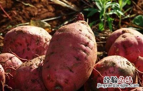 血糖高能吃红薯吗 血糖高能吃红薯吗 百度知道